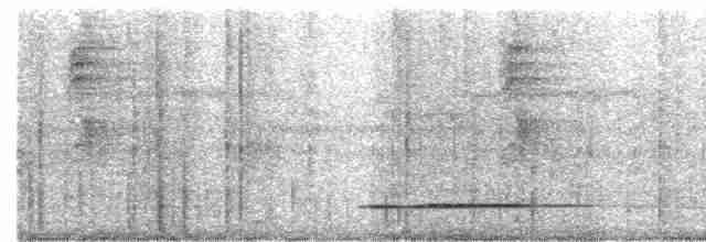 Thicket Tinamou - ML531515071