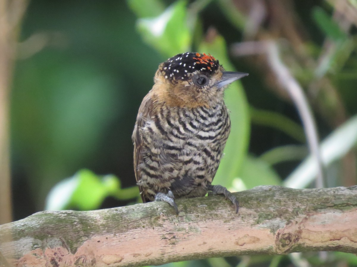 Ochre-collared Piculet - ML531517271