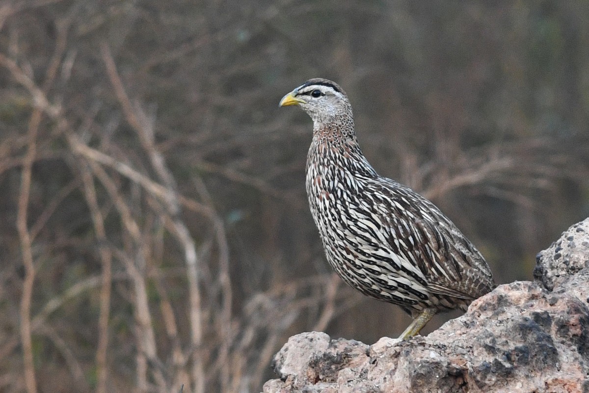 Double-spurred Francolin - ML531518991