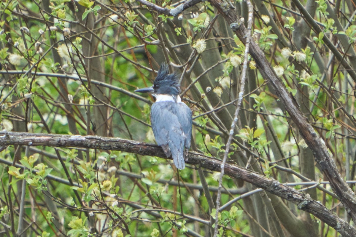 Belted Kingfisher - ML531519211