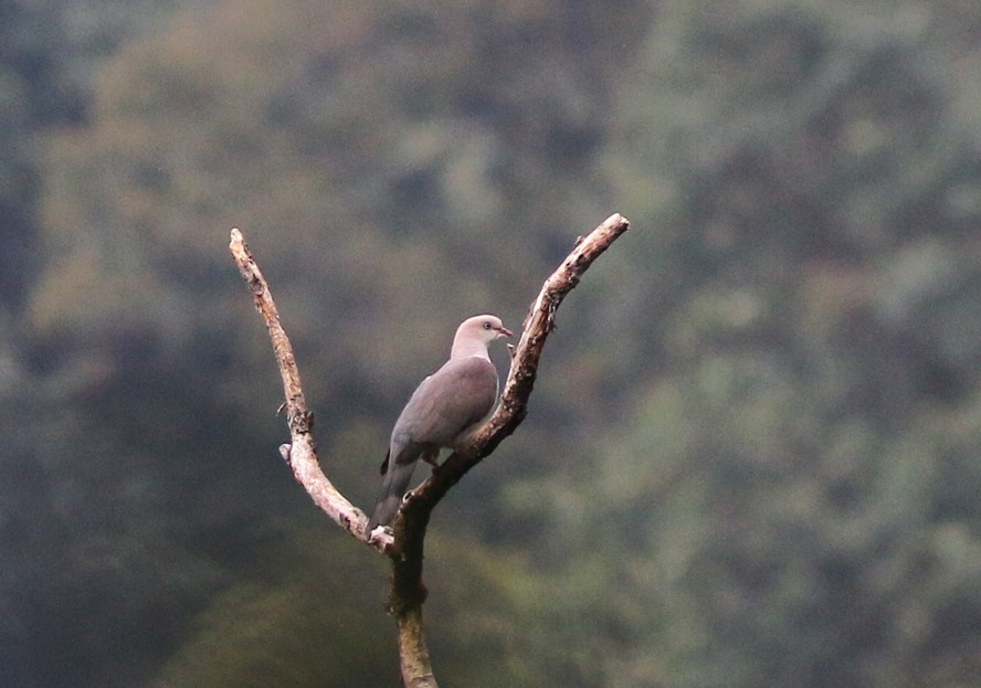 Mountain Imperial-Pigeon - ML53152291