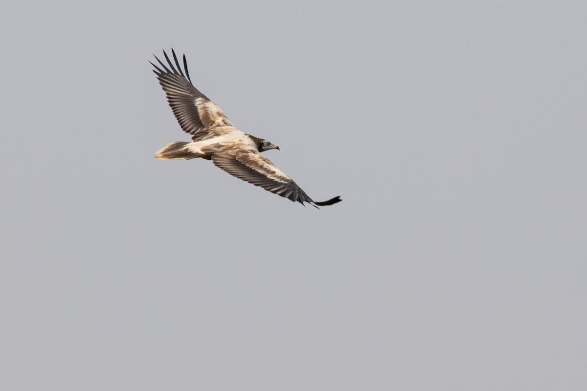 Egyptian Vulture - Frédéric Bacuez