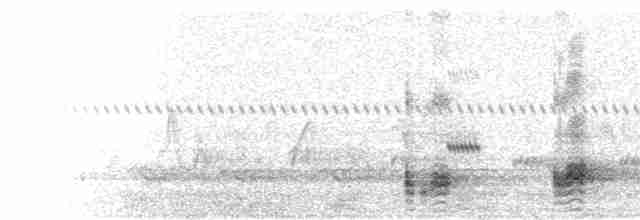  - Great Lizard-Cuckoo (Bahamas)