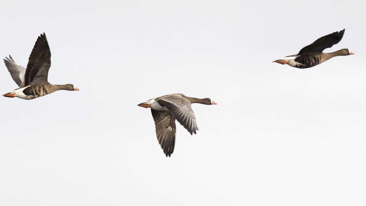 Greater White-fronted Goose - ML531524841
