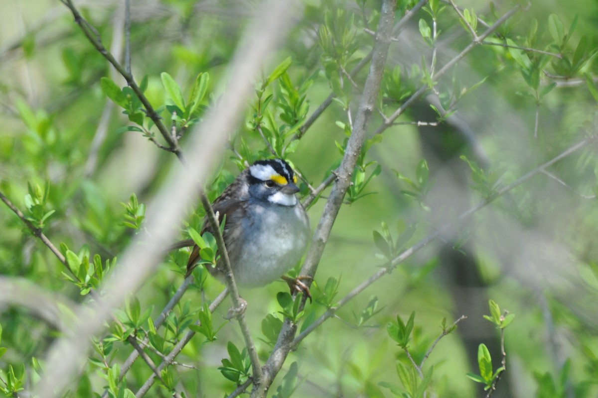 White-throated Sparrow - ML531525851