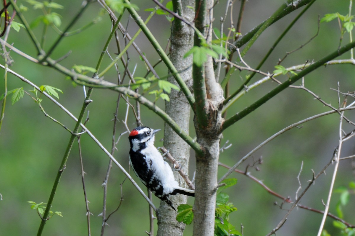 Downy Woodpecker - Lori  McCollister