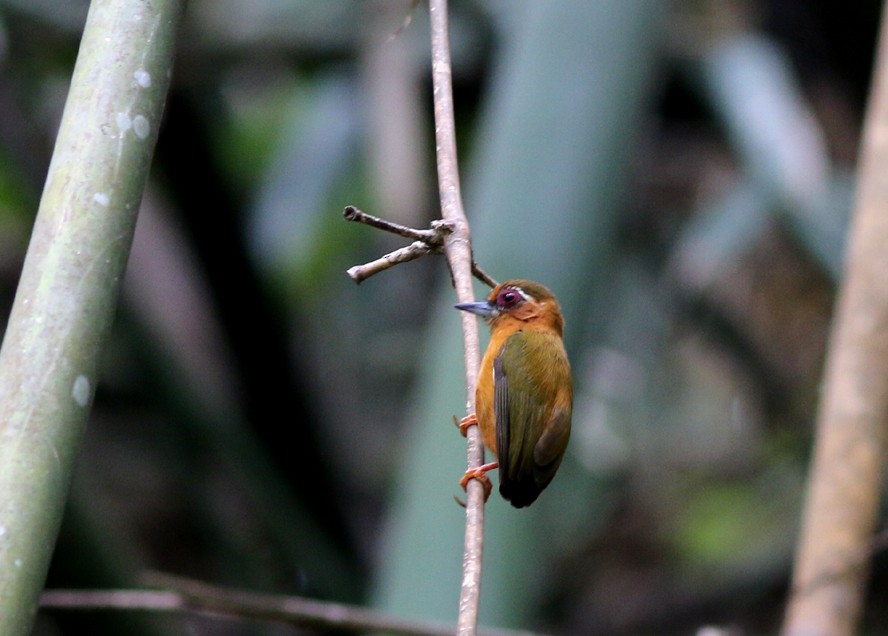 White-browed Piculet - ML53152701