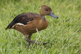 Fulvous Whistling-Duck, ML531527161