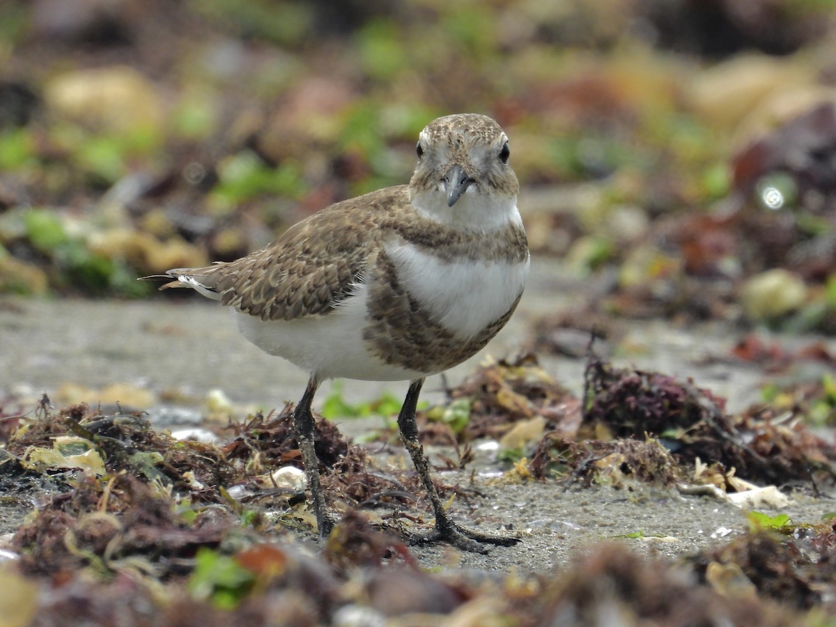Two-banded Plover - ML531532191