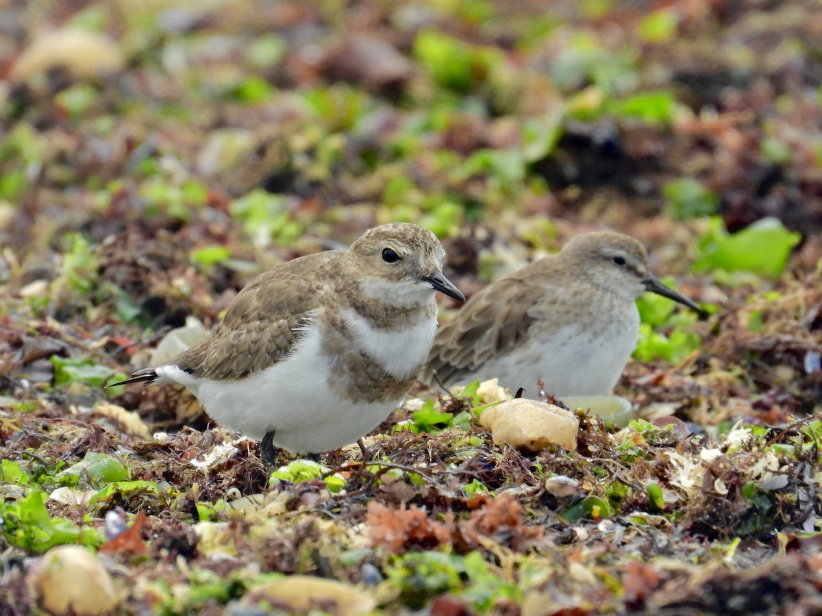 Two-banded Plover - ML531532471