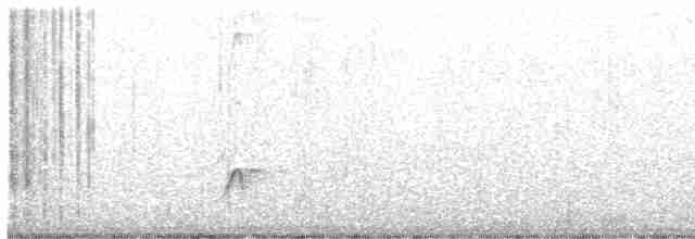 Brown-crested Flycatcher - ML531532691
