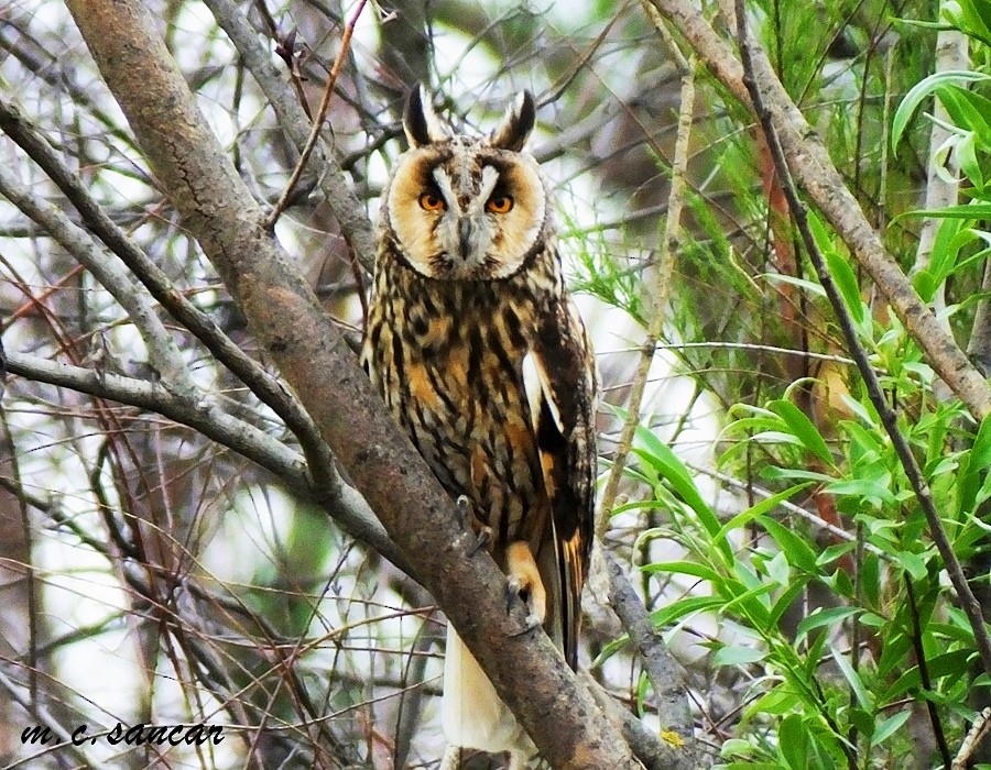 Long-eared Owl - ML531535221