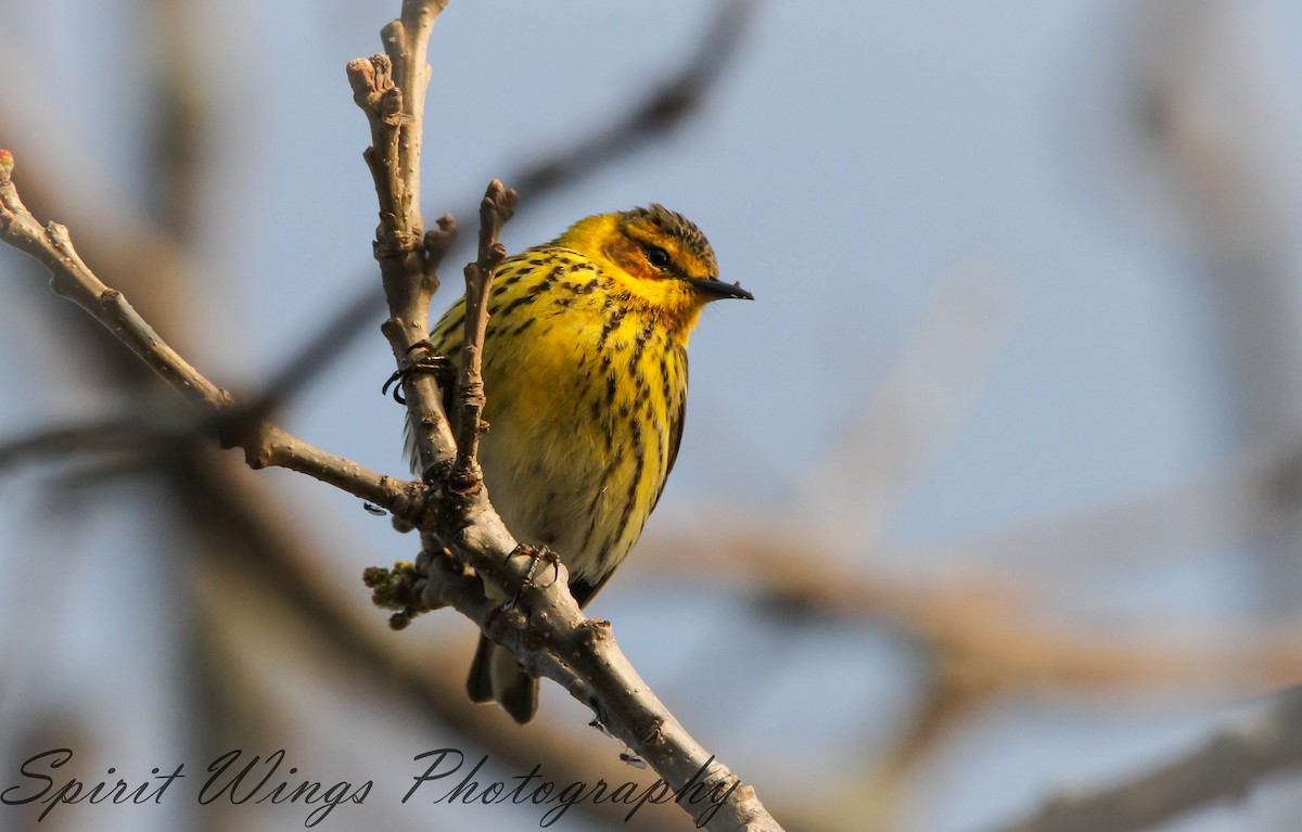Cape May Warbler - ML531539261