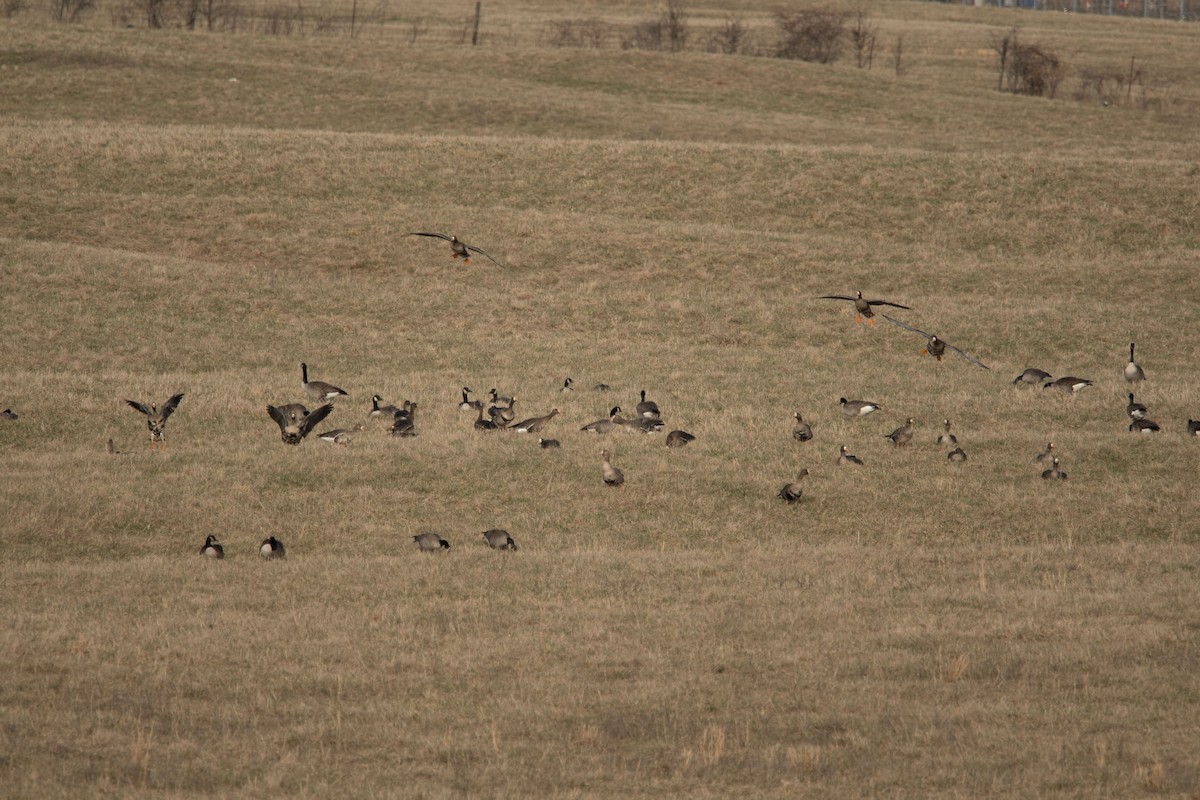 Greater White-fronted Goose - ML531540151