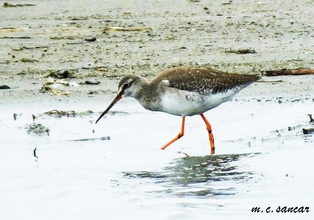 Spotted Redshank - ML531540521