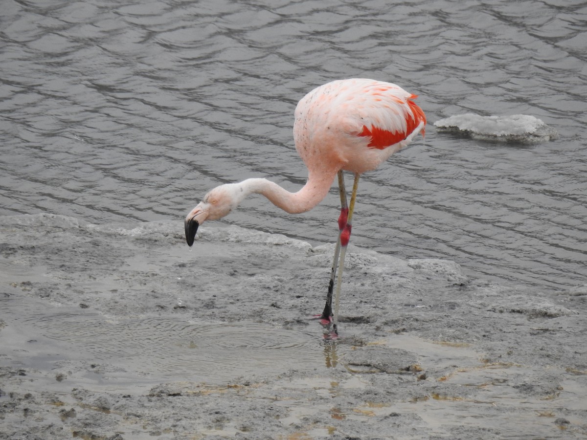 Chilean Flamingo - ML531540941
