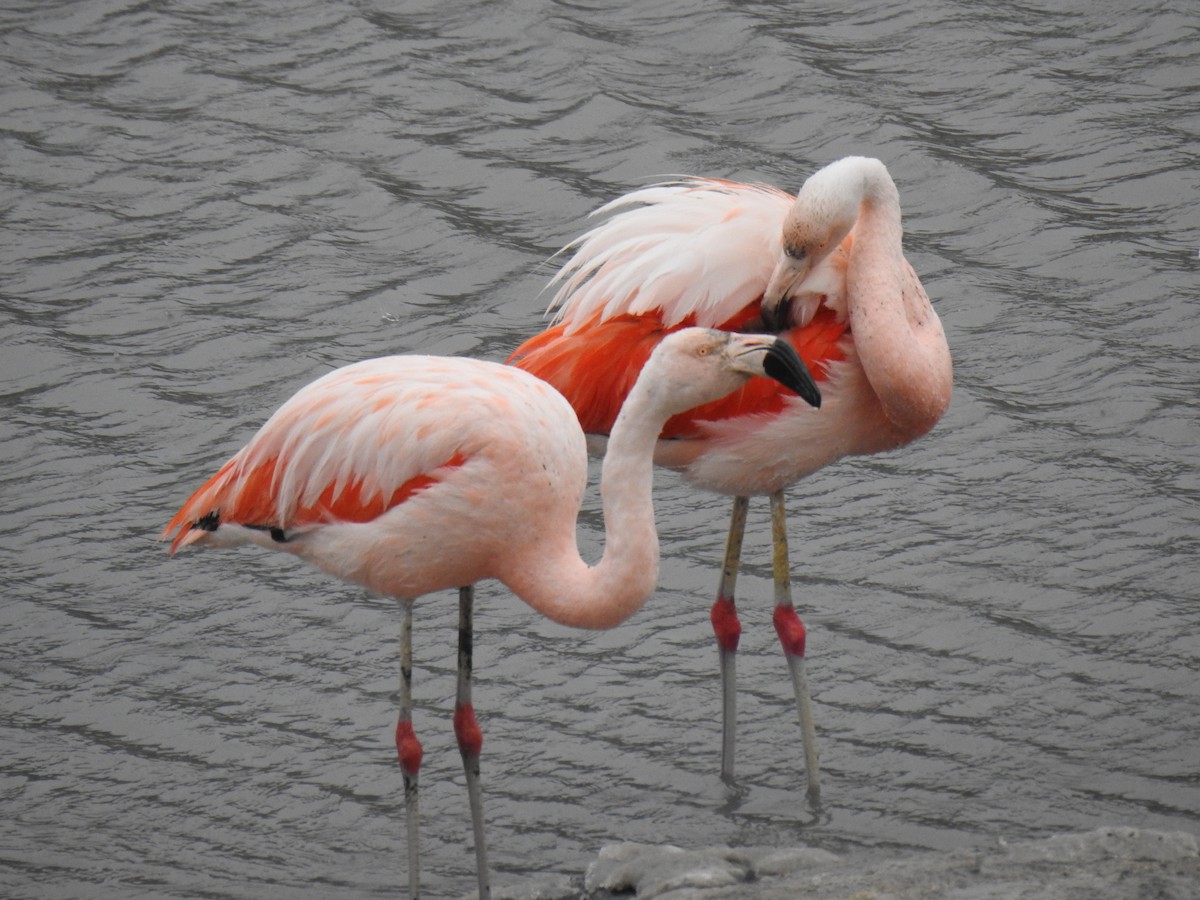 Şili Flamingosu - ML531541021
