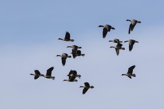 Greater White-fronted Goose (Western), ML531546421