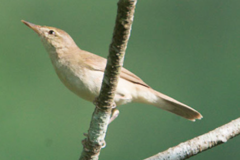 Clamorous Reed Warbler - Fareed Mohmed