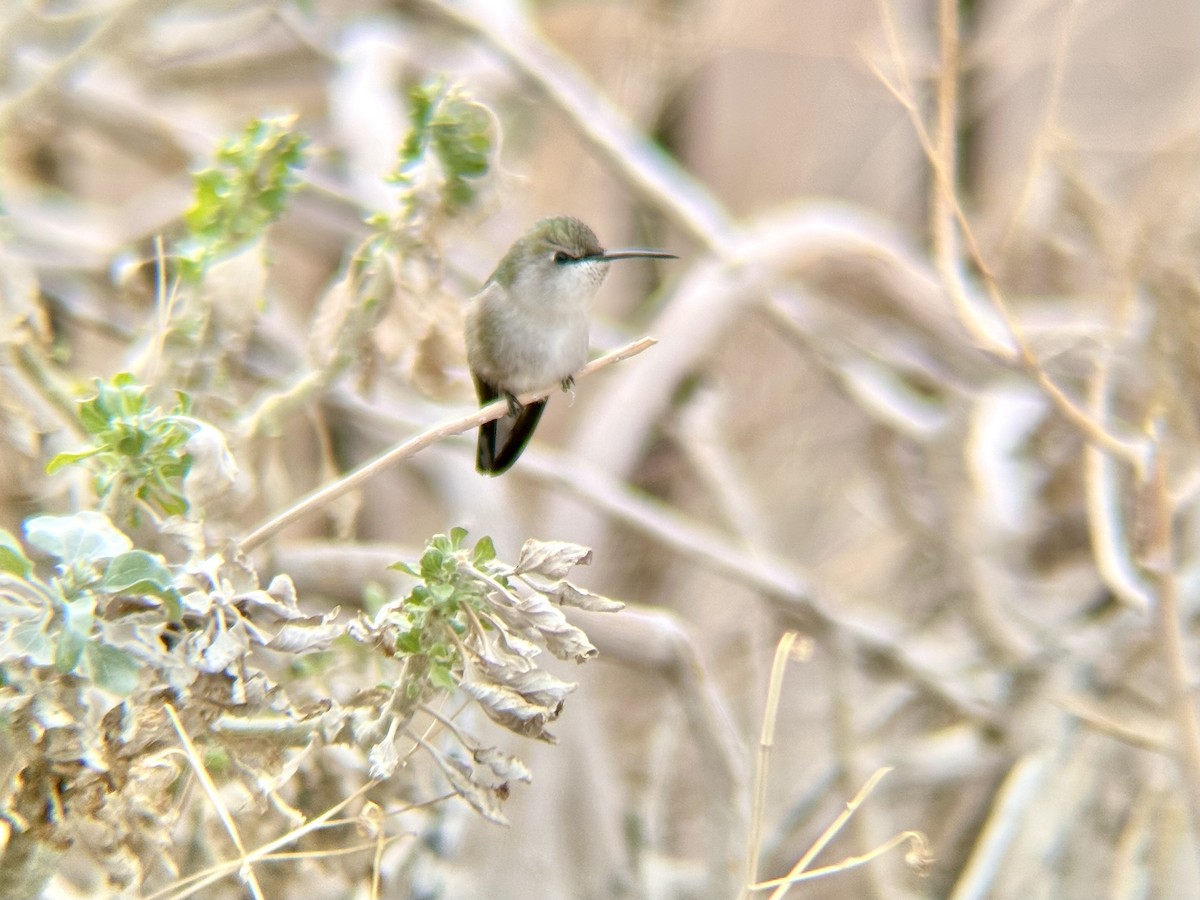 Costa's Hummingbird - ML531549121