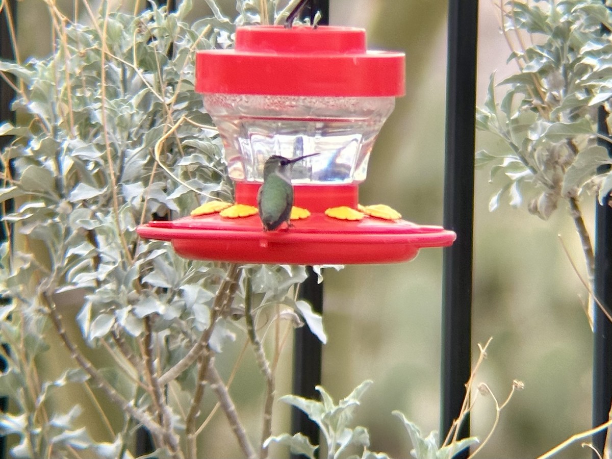 Costa's Hummingbird - ML531549131