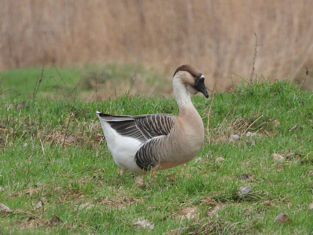 Swan Goose (Domestic type) - ML531552111