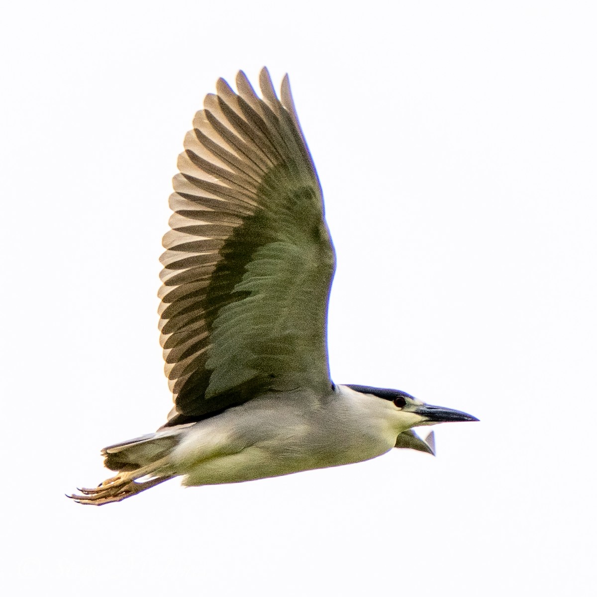 Black-crowned Night Heron - Steve McInnis