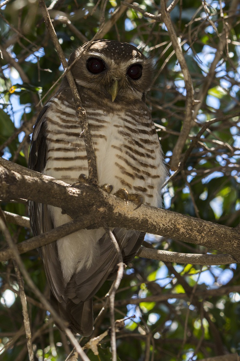 White-browed Owl - ML531558631