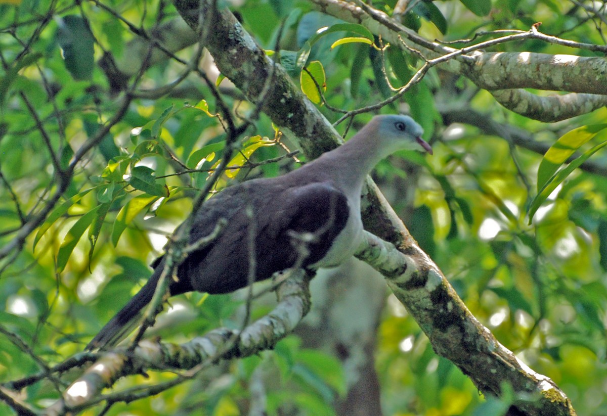 Mountain Imperial-Pigeon - ML53156241