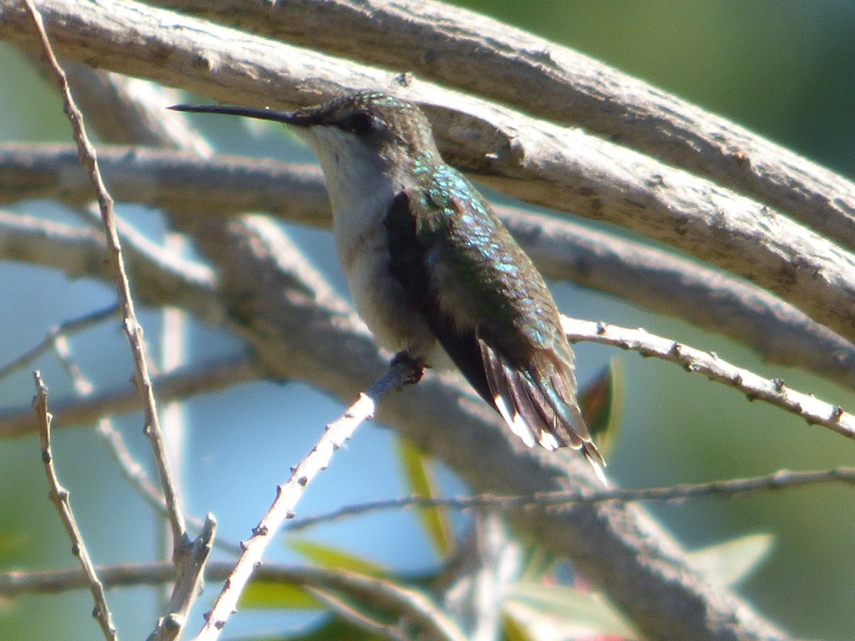 Ruby-throated Hummingbird - ML53156341