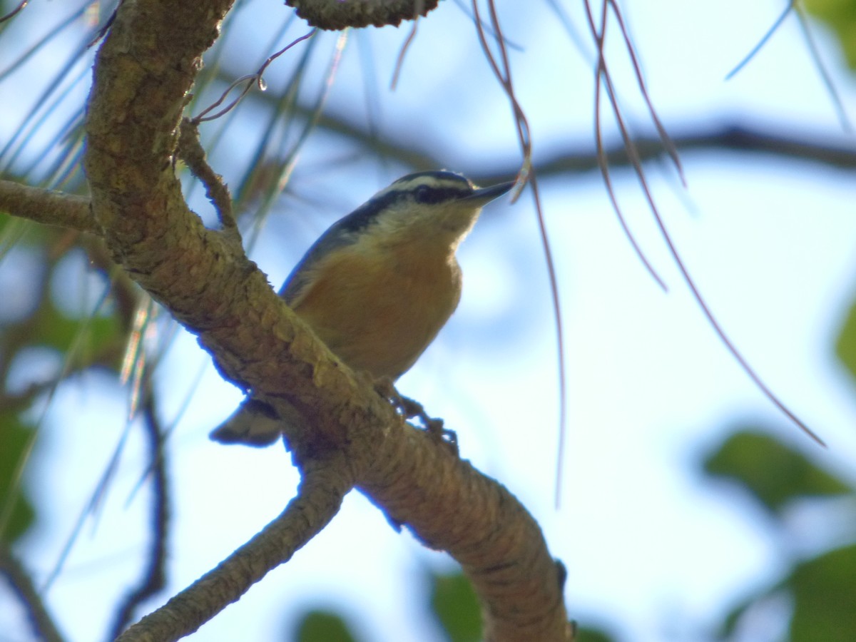 Red-breasted Nuthatch - ML53156571