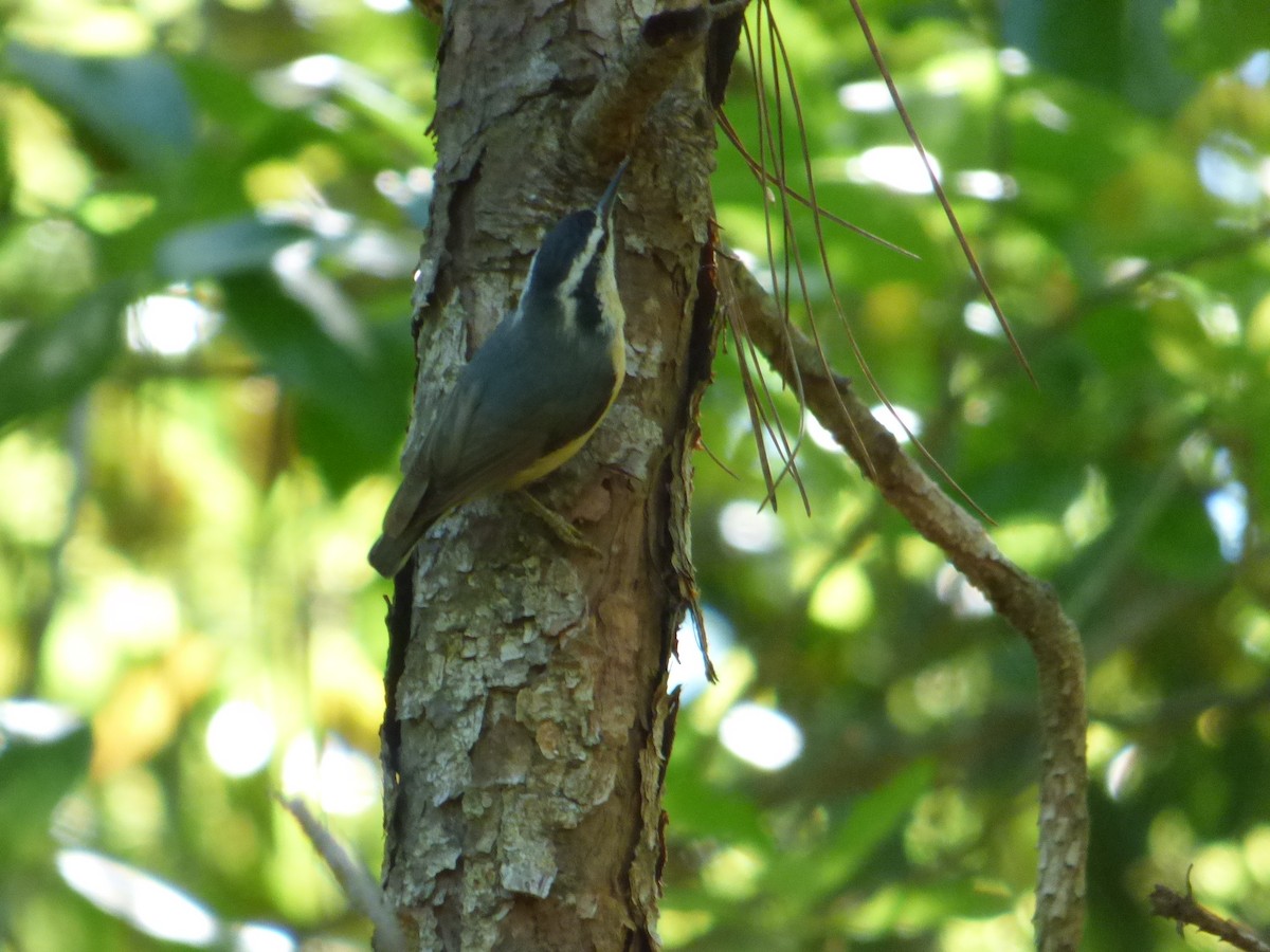Red-breasted Nuthatch - ML53156581