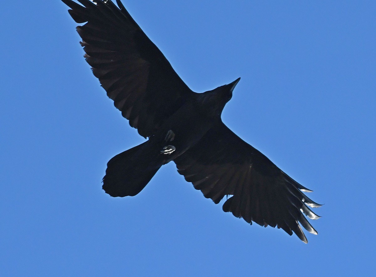 Common Raven - Daniel Murphy