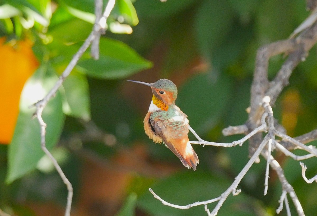Allen's Hummingbird - ML531567521
