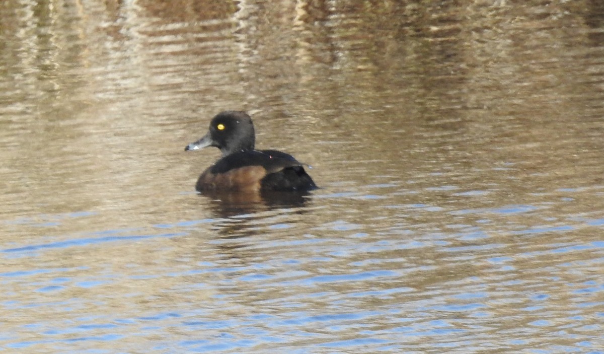 Tufted Duck - ML531567981