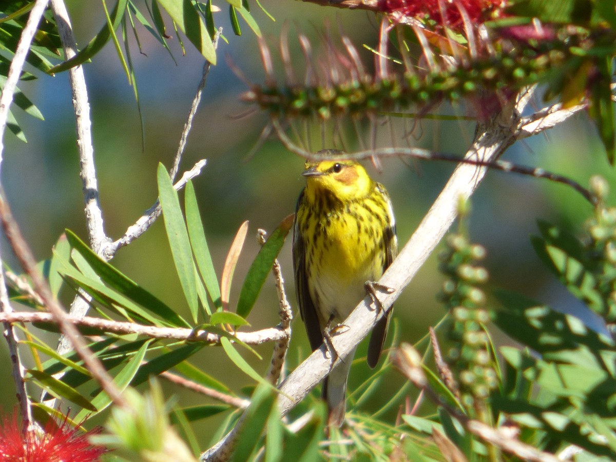 Cape May Warbler - ML53156811