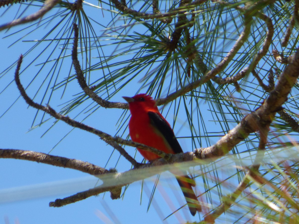 Scarlet Tanager - ML53156941