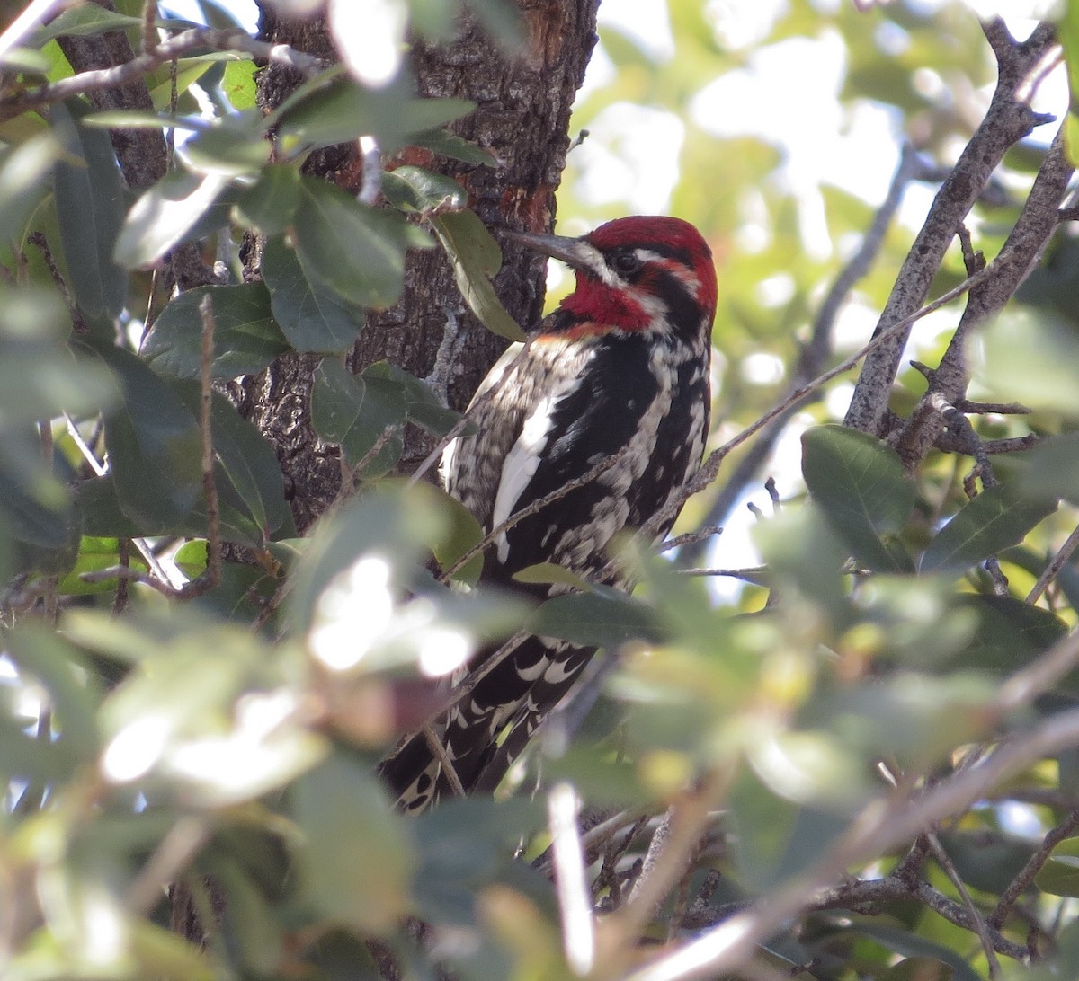 Red-naped x Red-breasted Sapsucker (hybrid) - ML531572111