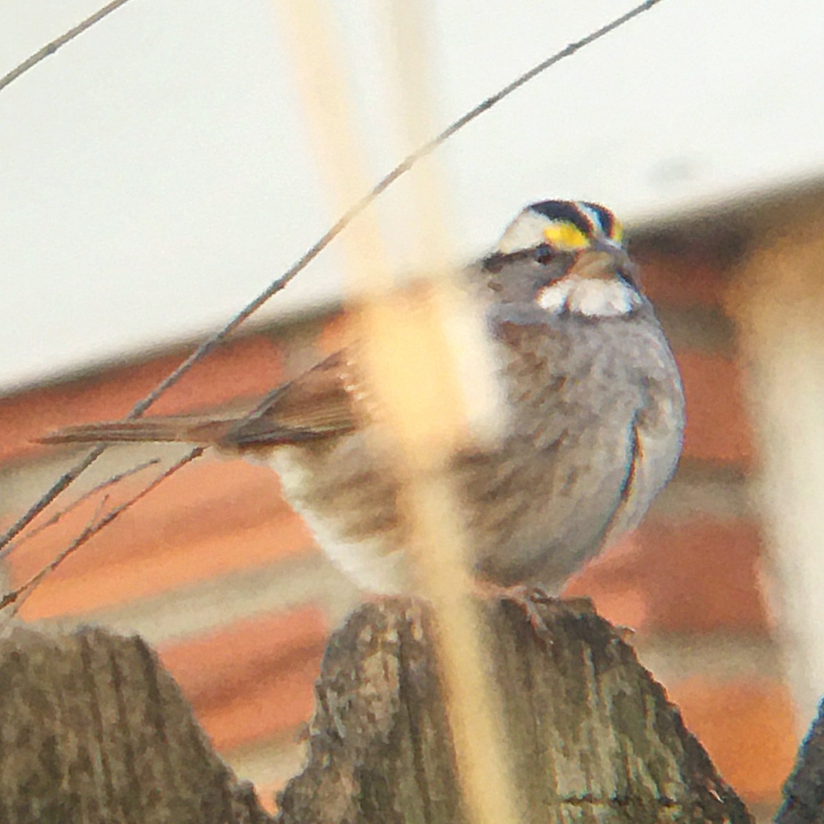 White-throated Sparrow - ML531573261