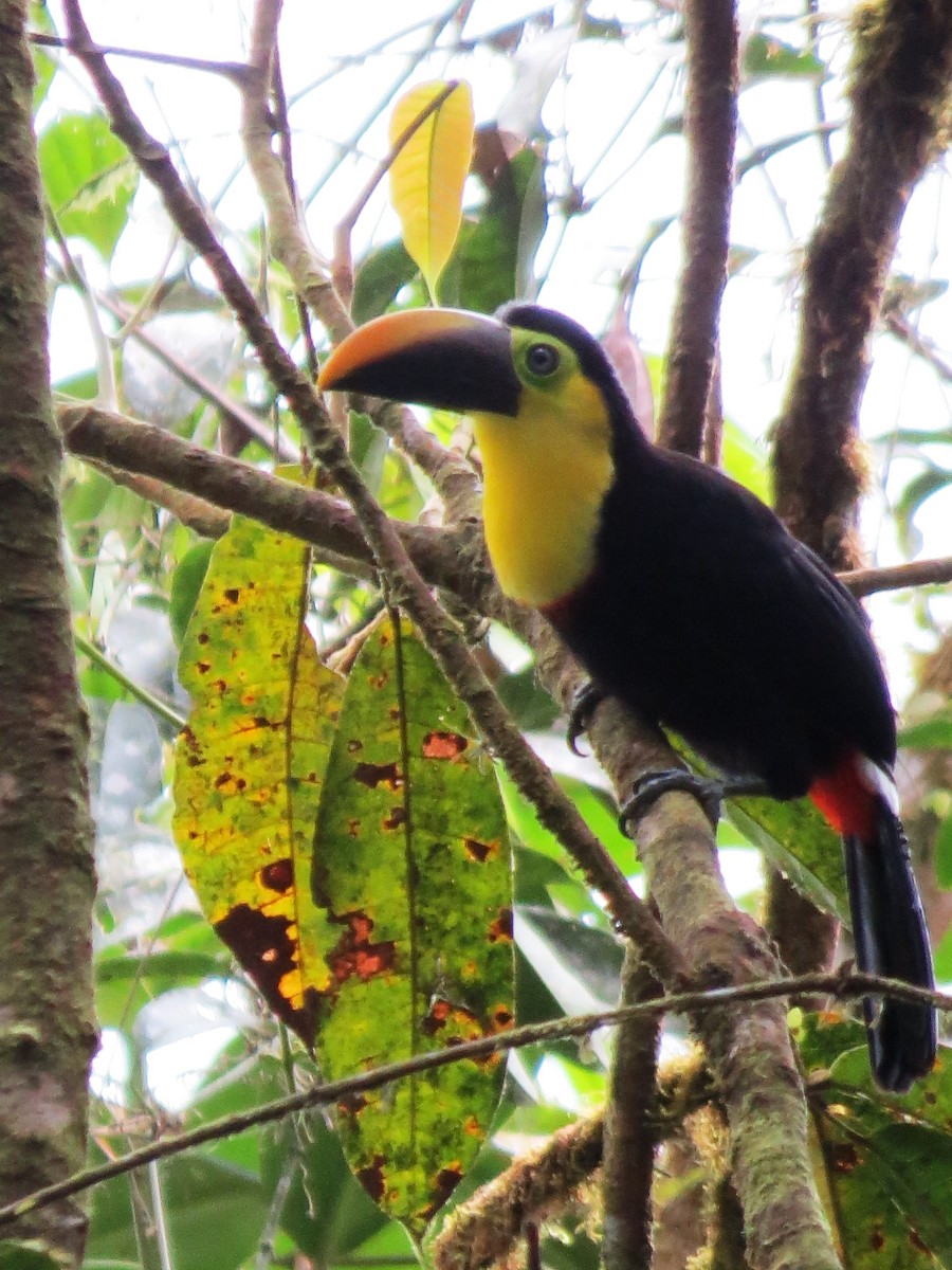 Yellow-throated Toucan (Chestnut-mandibled) - ML53157801