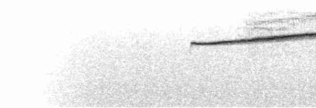  - Black-streaked Puffbird