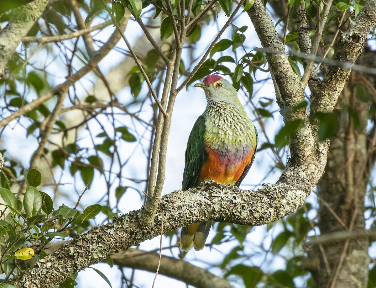 Rose-crowned Fruit-Dove - ML531586701