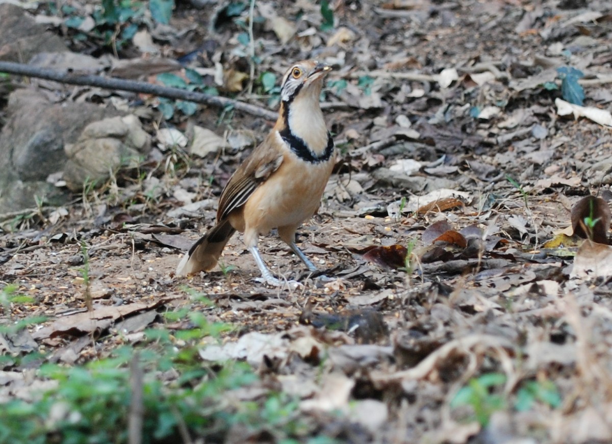 Greater Necklaced Laughingthrush - ML53158841