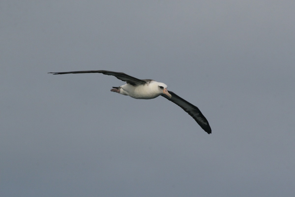 Laysan Albatross - ML531589051