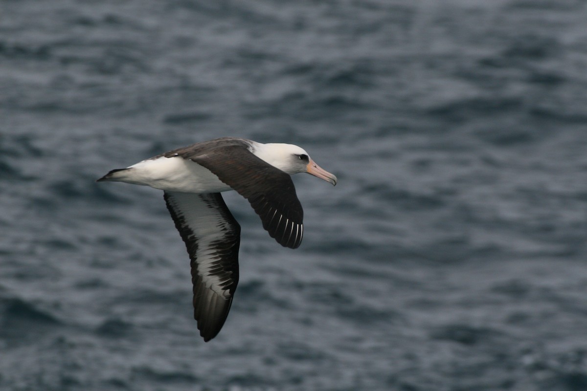 Laysan Albatross - ML531589191