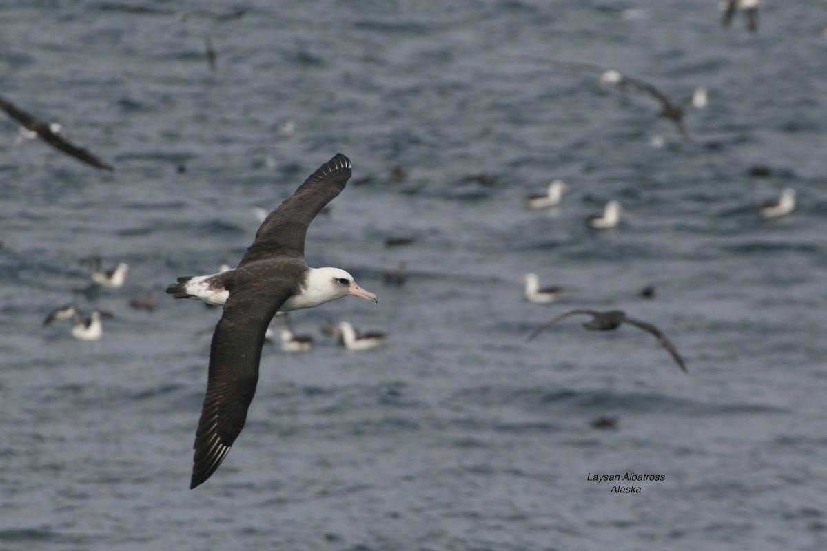 Laysan Albatross - ML531589461