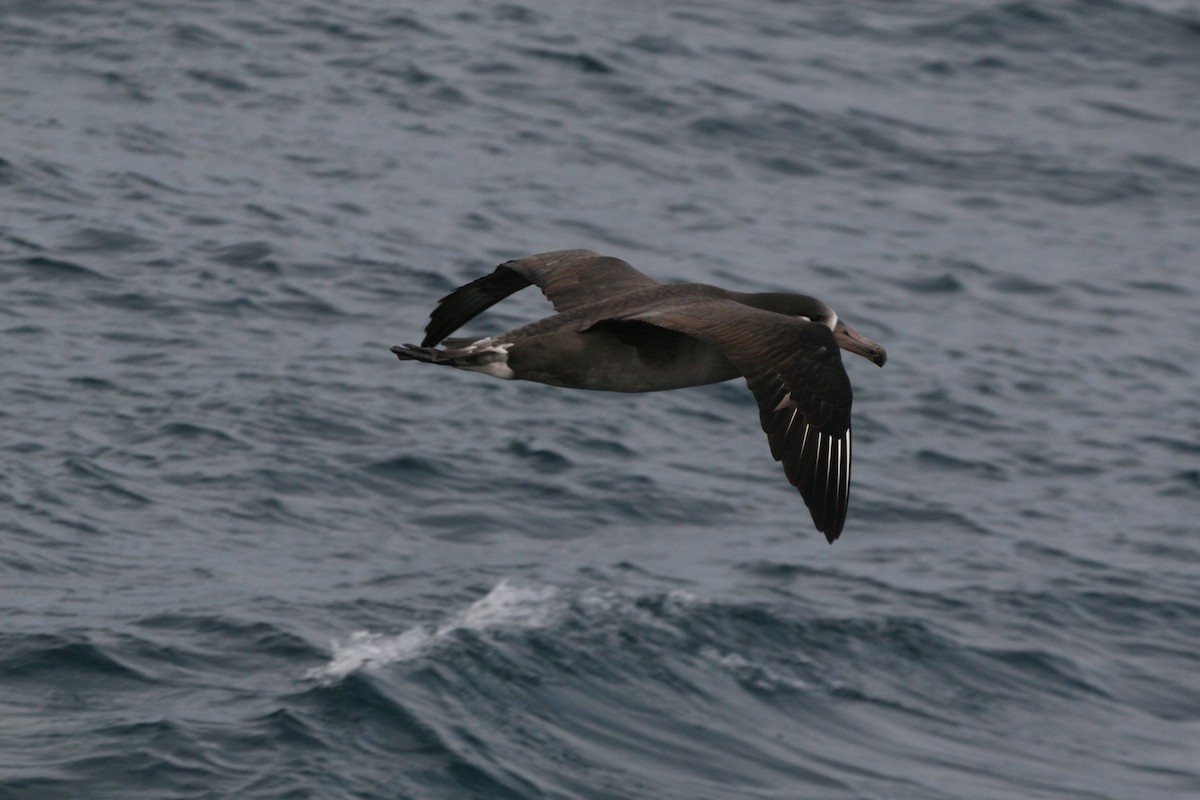Black-footed Albatross - ML531589581