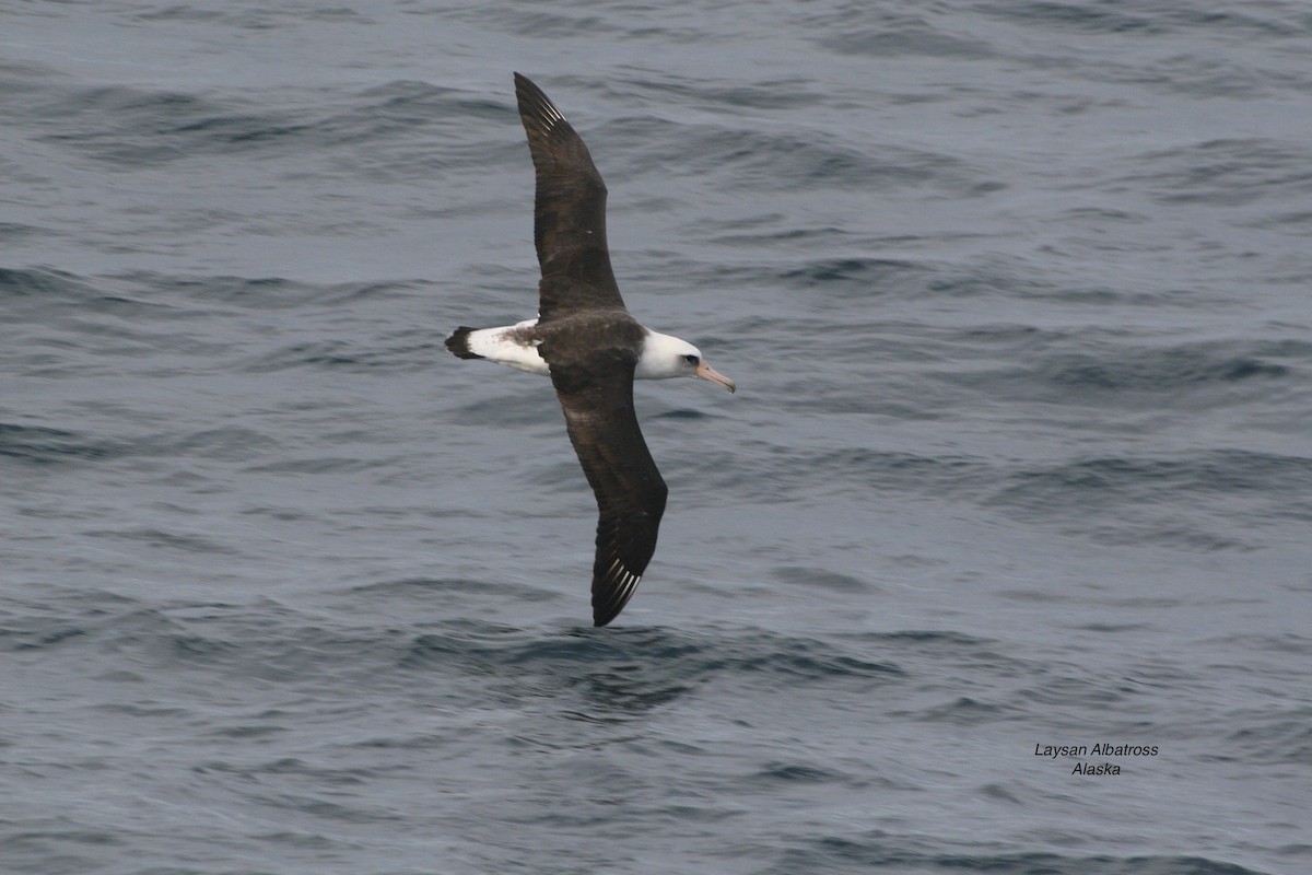 Laysan Albatross - ML531589691