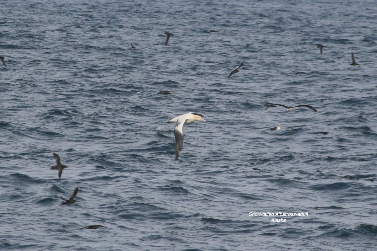 Short-tailed Albatross - ML531590531
