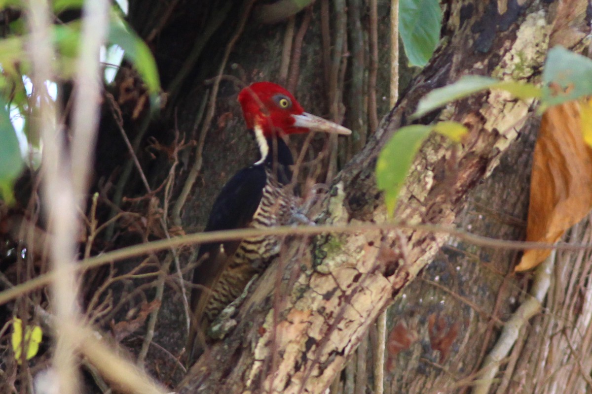 Pale-billed Woodpecker - ML53159221